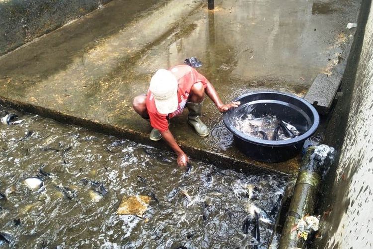 Bakteri aeromonas diduga menjadi penyebab kematian ikan secara massal yang menimpa tempat-tempat pembudidayaan ikan air tawar di Cianjur, Jawa Barat yang sudah terjadi sejak sebulan terakhir.