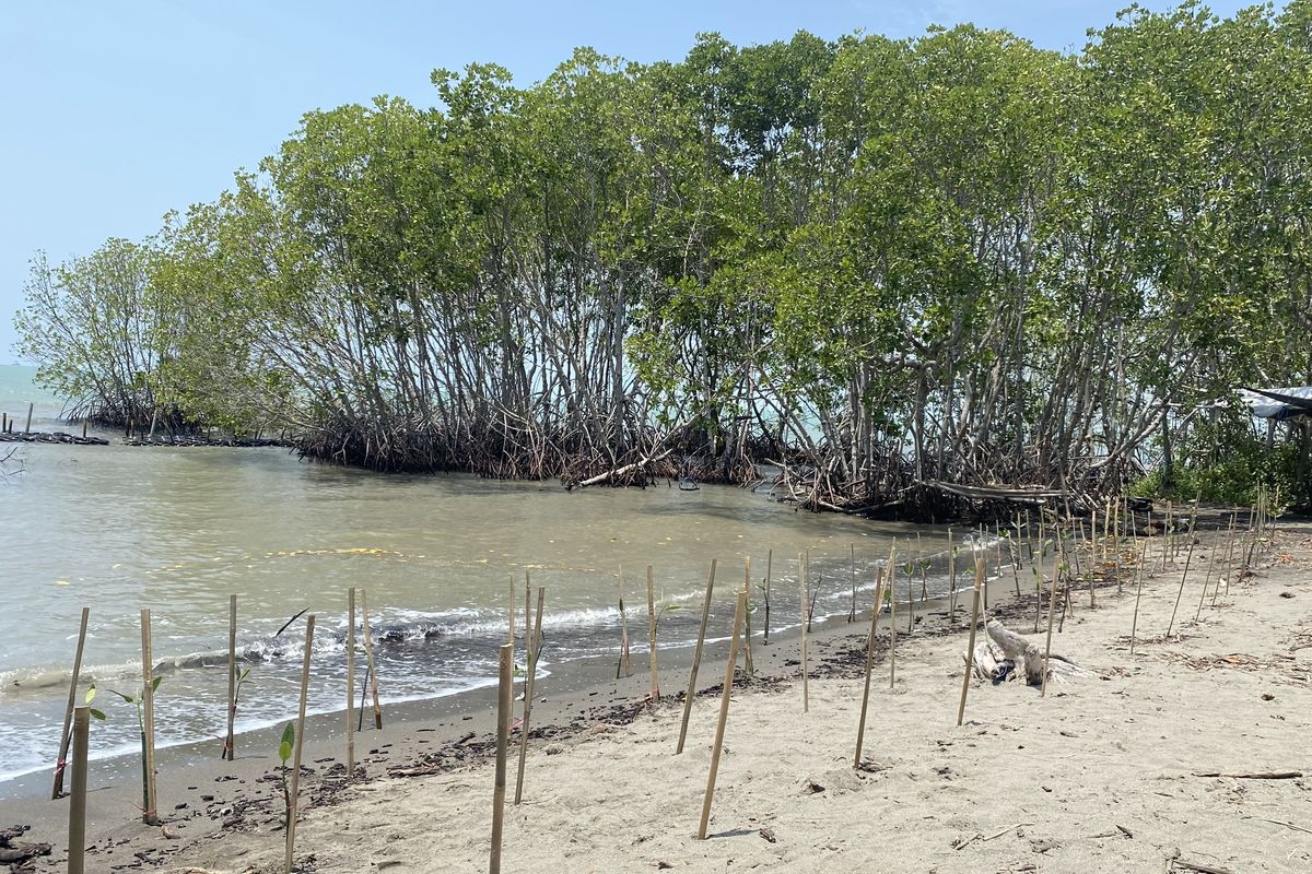 Bibit-bibit mangrove yang sudah ditanam di Pulau Burung, Desa Mayangan, Subang, pada Kamis (10/10/2024). 
