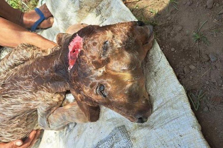 Anak sapi berkepala dua di Desa Kerang, Kecamatan Sukosari, Bondowoso, Jawa Timur menghebohkan warga, Sabtu (10/10/2025). 
