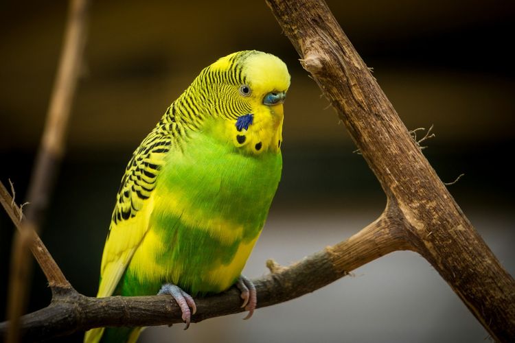 Jadi Jalur Penyelundupan Burung Liar Terbesar, Bali Masuk Pusaran Perdagangan Ilegal Satwa
