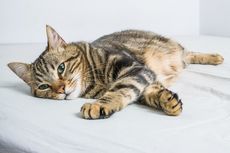 9 Perubahan Perilaku Kucing yang Perlu Diwaspadai