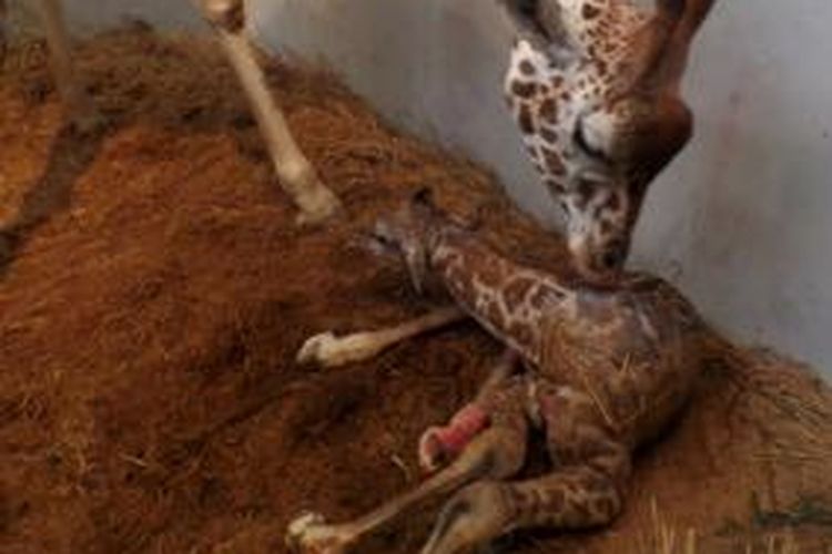 Pilpres, bayi jerapah yang lahir di Taman Safari Indonesia tepat saat Pilpres, 9 Juli 2014. 
