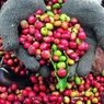 Istimewanya Kopi Indonesia Dibandingkan Negara Lain, Lebih Beragam 