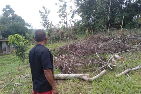 Pohon di Wilayah Sabuk Hijau Waduk Jatibarang Semarang Digunduli Secara Ilegal