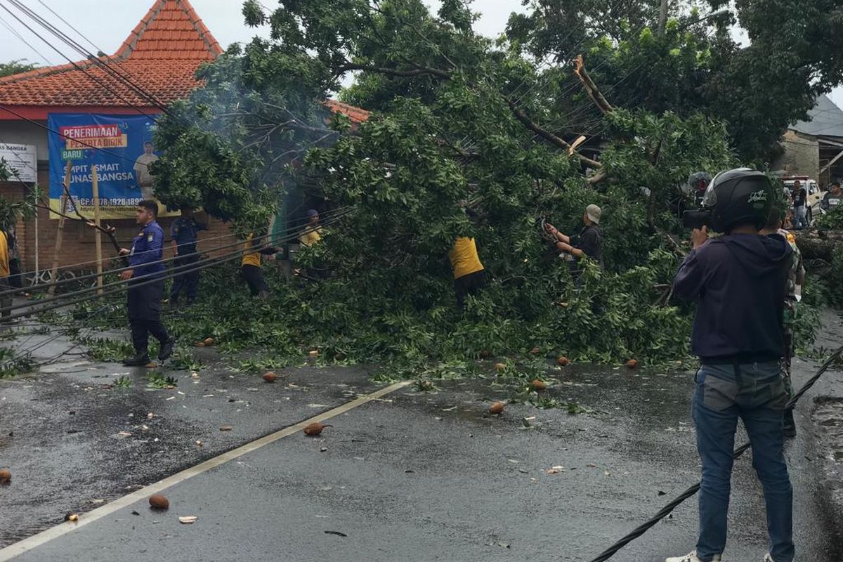 Pohon tumbang di Jalan Raya Kalimulya, Cilodong, Depok pada Kamis (9/2/2023).