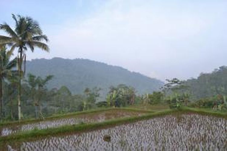 Pemandangan alam dari homestay di Kubu Perahu, Balik Bukit, Lampung Barat. 