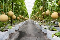 Budidaya Melon di Greenhouse yang Perawatannya Mudah