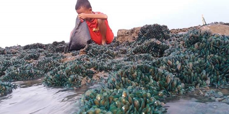 Seorang anak tengah berkutat dengan sekumpulan kerang hijau di Sungai Buntu, Karawang.