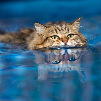 Ilustrasi kucing berenang.