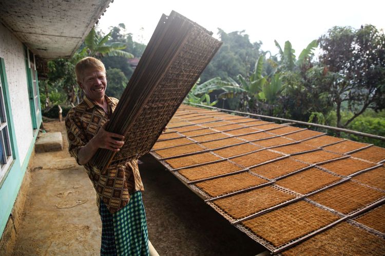 Firman (40) salah satu keturunan Albino saat mengangkat tembakau yang telah dijemur di Kampung Ciburuy, Kabupaten Garut Jawa Barat, Rabu (25/7/2018). Terdapat sembilan orang albino di Kampung Ciburuy yang menjadikannya salah satu kampung dengan tingkat albinisme tertinggi di Indonesia.