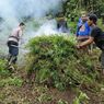 Dimusnahkan, 5 Hektar Lahan Ganja di Mandailing Natal
