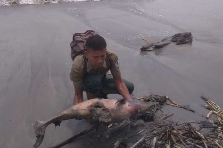 Petugas BKSDA disaksikan Kepala Desa menguburkan bangkai satu ekor lumba-lumba yang ditemukan mati terdampar di Pantai Desa Muara Upu, Kecamatan Muara Batang Toru, Tapanuli Selatan. Bangkai lumba-lumba itu, baru dikubur Senin (22/3/2021) atau empat hari sejak ditemukan pada Jumat (19/3/2021).