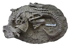 Mamalia Purba Disebut Memburu Dinosaurus untuk Menu Makan Malam, Fosil Langka Jadi Petunjuk