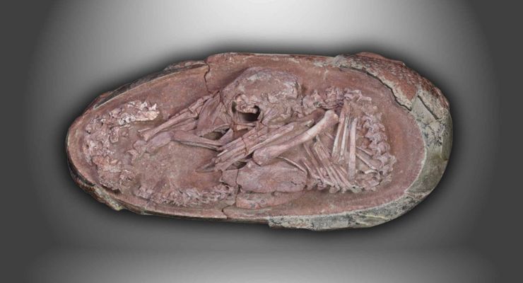Embrio Dinosaurus Ditemukan dalam Telur, Mirip Anak Burung