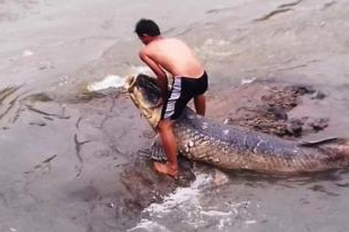 Warga mencoba mengangkat ikan Araipama gigas yang terdampar di Sungai Ciliwung, Kota Bogor, Minggu (29/11/2015).