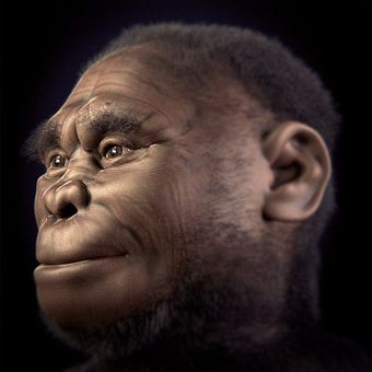 Rekonstruksi wajah spesies manusia purba Homo floresiensis