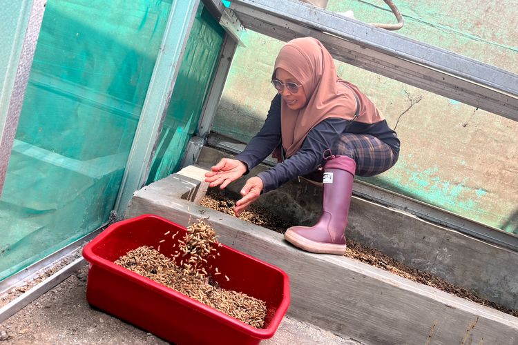MBG dari Tiga Dapur di Pangandaran Hasilkan 400 Kg Sampah Tiap Hari, Jadi Pakan Ternak dan Maggot
