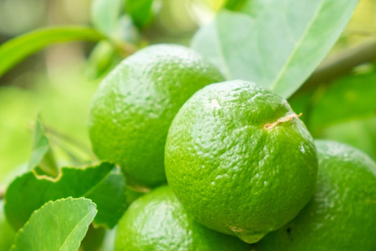 Ilustrasi buah jeruk nipis, tanaman jeruk nipis, pohon jeruk nipis. 