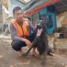 Walet, Si Anjing Pelacak K-9 yang Mampu Temukan 10 Jenazah Korban Gempa Cianjur