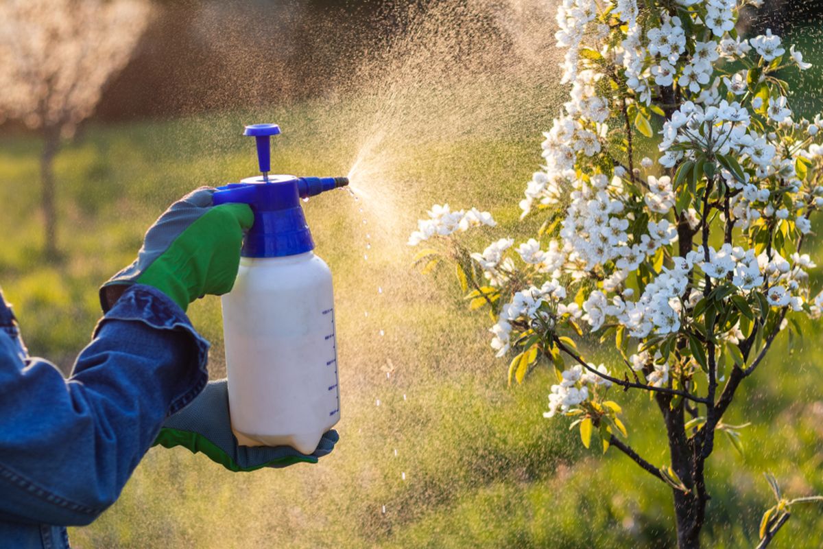 Bahan kimia seperti pestisida juga bisa menyebabkan gangguan indera penciuman.