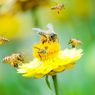 5 Juta Lebah Jatuh dari Truk di Jalan Raya Kanada