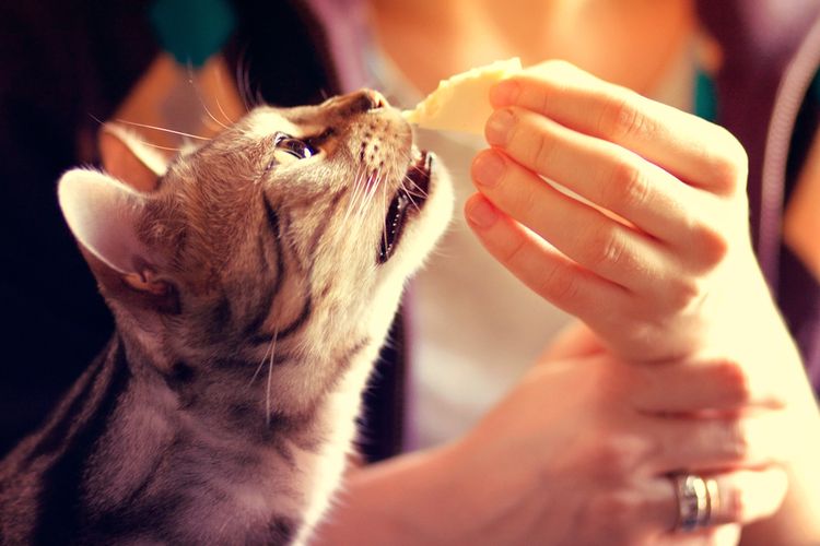 Ilustrasi kucing makan keju.