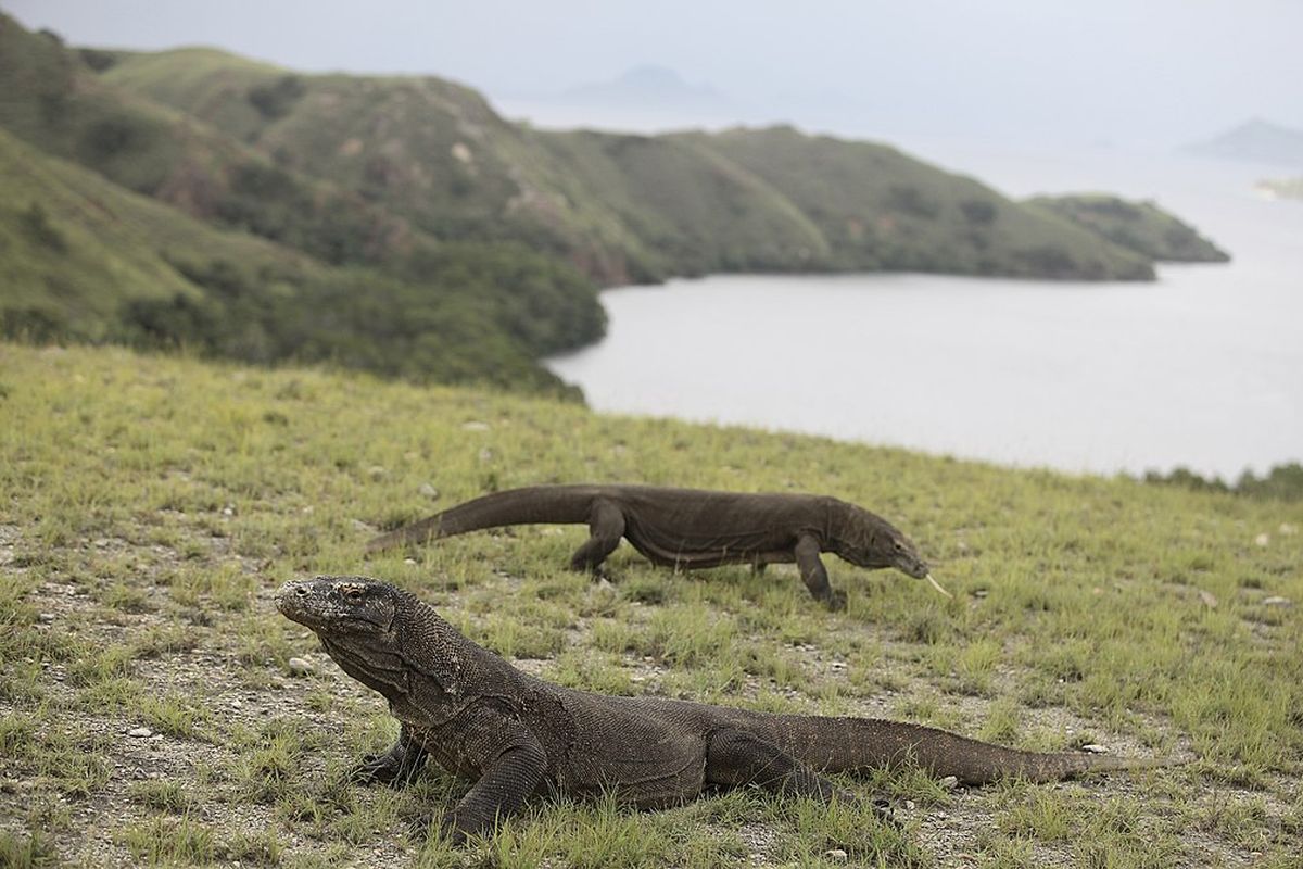 Ilustrasi komodo di Taman Nasional Komodo.