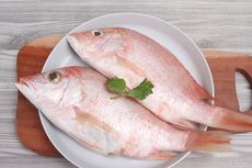 Cara Olah Ikan Kakap Segar Sebelum Dimasak agar Tidak Bau