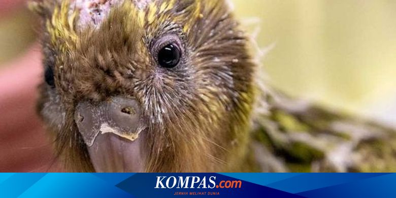 Terancam Punah Burung Beo Kakapo Jalani Operasi Otak Pertama Di Dunia
