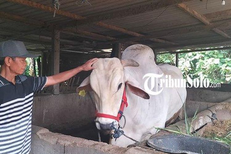 Sukasno, warga Desa Doplang, Kecamatan Karangpandan, Kabupaten Karanganyar, Jawa Tengah, bersama sapinya yang batal dibeli Presiden Joko Widodo (Jokowi) sebagai hewan kurban.