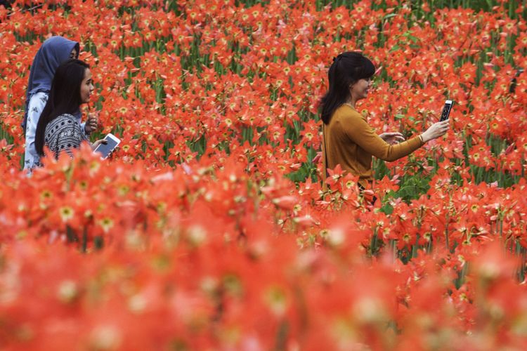 Saatnya Berwisata Ke Yogyakarta, Bunga Amarilis Patuk Mulai Mekar Halaman All - Kompas.com