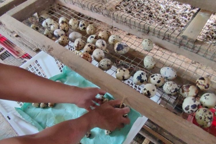 Risgianto, peternak puyuh, Murni Mandiri, Desa Serang, Kecamatan Klangenan, Kabupaten Cirebon, menceritakan terkait, harga pakan yang terus naik menyebabkan harga jual telur puyuh di pasaran yang sangat tinggi, Senin (13/6/2022)