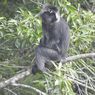 Lutung Masuk ke Permukiman Warga Saat Ada Runtuhan Lava Gunung Merapi
