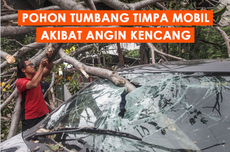 Akibat Angin Kencang Mobil Tertimpa Pohon Tumbang