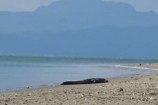 Jumlah Peserta Lomba Tangkap Buaya di Pantai NTT Terus Bertambah