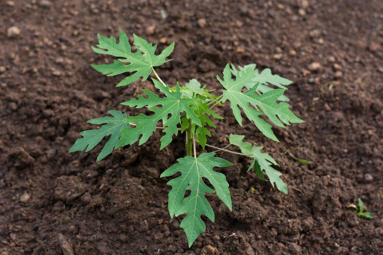 Ilustrasi menanam pepaya, pohon pepaya, tanaman pepaya yang masih muda.