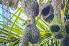 Mengapa Burung Membangun Sarang Gantung?