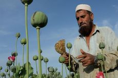 Jumlah Lahan Opium di Afganistan Meningkat