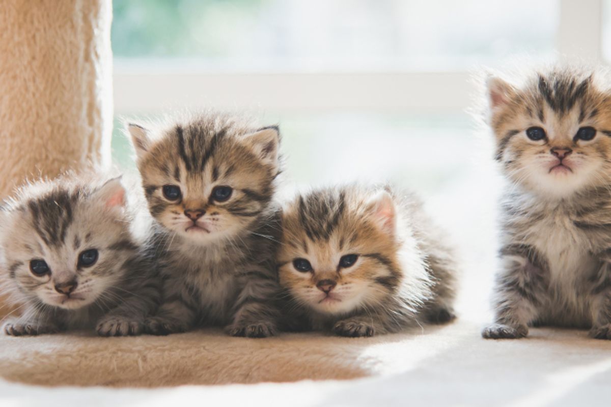 Anak kucing rentan terkena penyakit. Sebagian besar penyakit tersebut ditularkan melalui virus, infeksi, atau parasit.