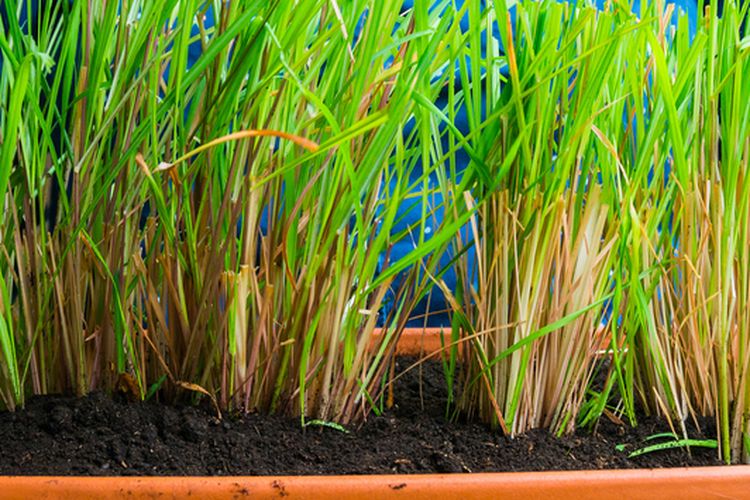 Ilustrasi tanaman serai di pot. 