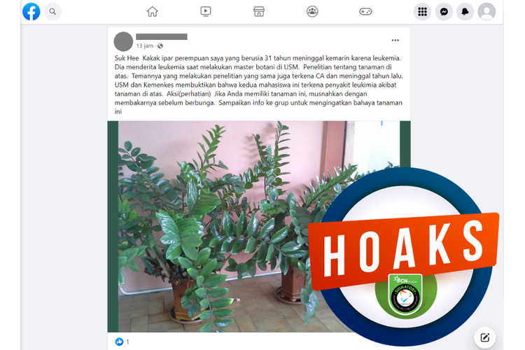 Tangkapan layar unggahan dengan narasi hoaks di sebuah akun Facebook, Senin (12/6/2023), yang menyebut bahwa pohon dolar menyebabkan leukemia.