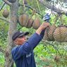 Panen Raya Durian Datangkan Berkah bagi Petani Madiun, Sehari Bisa Terjual 700 Buah