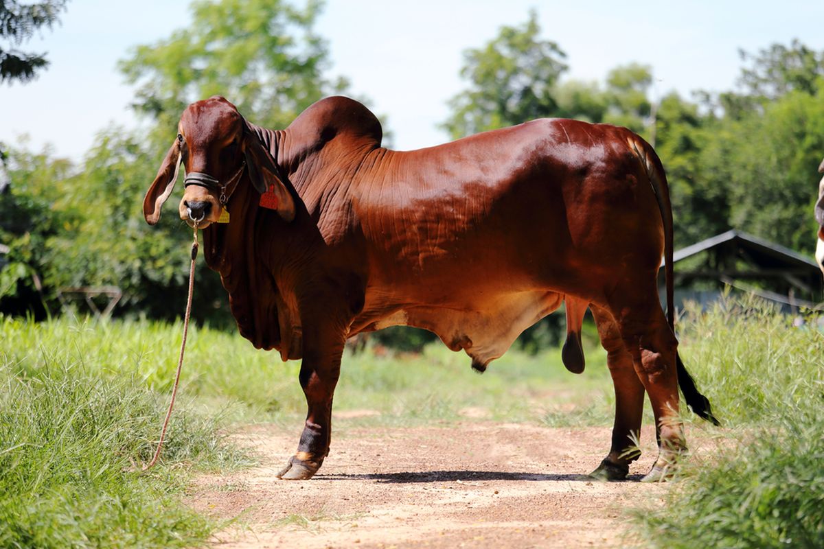 Ilustrasi sapi brahman. 