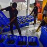Pakai Climate Smart Shrimp, Desa di Donggala Panen Udang hingga 50 Ton
