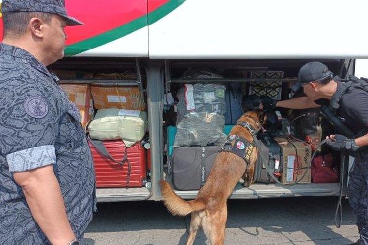 Anjing pelacak BNN mengendus tas penumpang mudik di Terminal Kampung Rambutan, Ciracas, Jakarta Timur, Selasa (18/4/2023).
