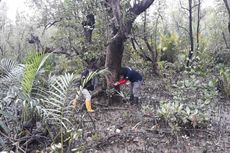 Ditangkap karena Rusak Mangrove, Kades di Tolitoli Terancam Hukuman 3-10 Tahun Penjara