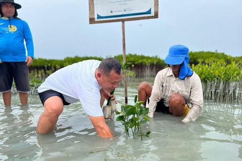 Serunya Tanam Bibit Mangrove di Pulau Harapan, Wisata Penuh Edukasi