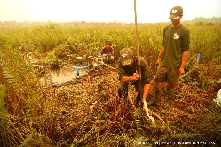 Tim penanggulangan karhutla Yayasan BOS menggali sumur di area Program Konservasi Mawas