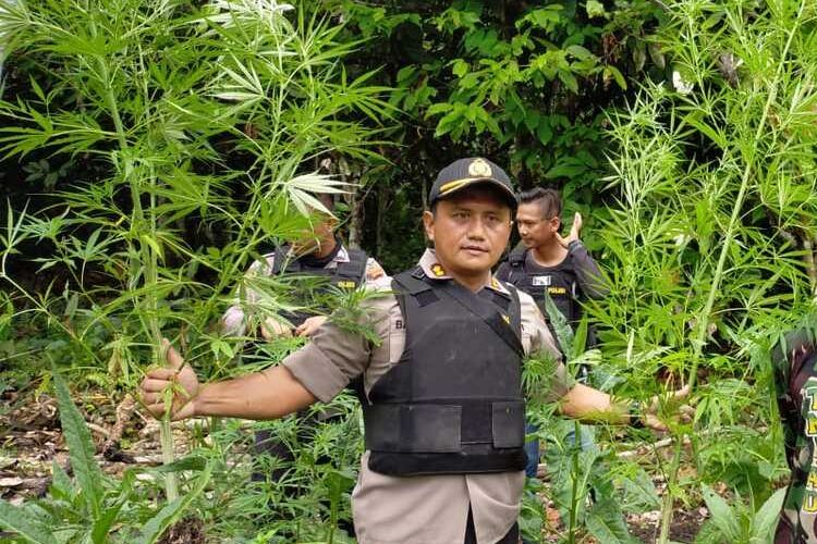 Aparat kepolisian dari Polres Keerom menemukan ladang ganja seluas 1 hektare di Distrik Waris, Kabupaten Keerom, Papua, Sabtu (1/02/2020)