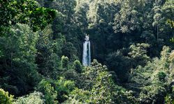 Hari Hutan Internasional 2026: Tema dan Sejarahnya